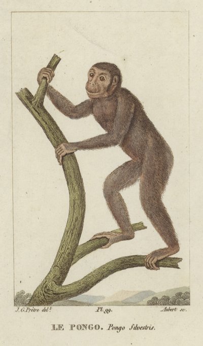 Pongo (Orangután) de Jean Gabriel Pretre